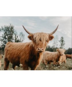 curious-highland-cow-canvas-print-iamfy